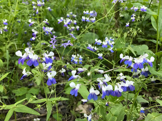 wildflower blue-eyed marys white and blue wildflower