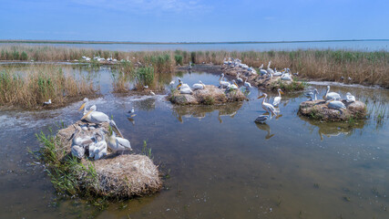 dalmatian pelicans (pelecanus crispus) in Danube Delta Romania