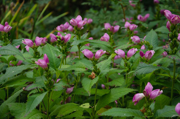 Chelone Lipstick, Chelone Lipstick grows in the garden and pink flowers have bloomed
