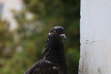 Pigeon closeup portrait, grey bird, animal head in close up