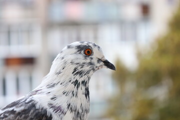 White male Pigeon closeup portrait, dove face photography 