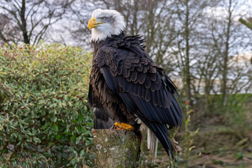 bald eagle in the wild