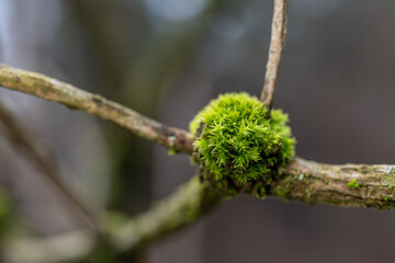 Green moss growing on a twig.
