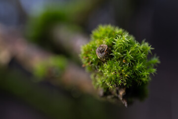 Green moss growing on a twig.
