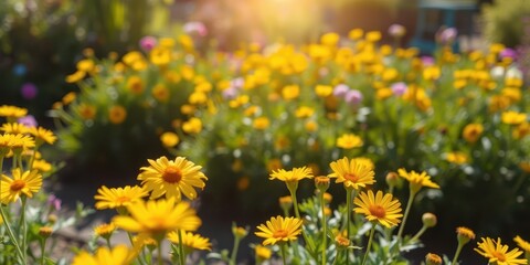 Obraz premium Vibrant yellow daffodil flowers blooming in a vast field under the bright sun, fresh, wildflowers