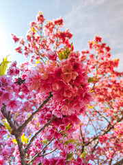 rua das ceregeiras curitiba parana