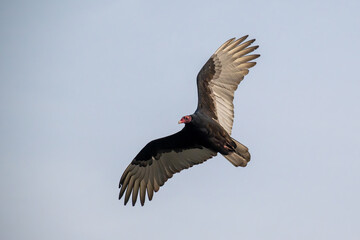 Turkey vulture in flight