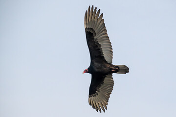 Turkey vulture in flight