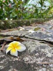 Flor branca e amarela caida na rua de paralelepipedos de pedra