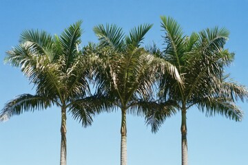 Obraz premium Coconut palms silhouetted against a bright blue sky, perfect for travel or tropical-themed projects