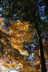 見上げれば秋色緑と黄色に輝く梢