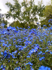 Close-Up of Vibrant Forget-Me-Nots in a Lush Garden