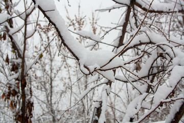 snow covered branches
