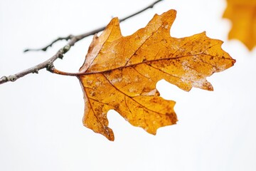 A detailed view of a leaf on a tree branch