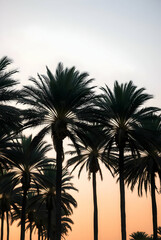 Fototapeta premium A line of tall, graceful palm trees swaying in a gentle breeze, set against a warm, pastel-colored sky during golden hour. The textures of the trunks and fronds are in sharp focus
