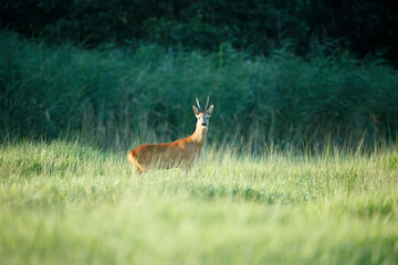 A roe deer stands in a field of tall grass, with a blurred background of more vegetation.  Focus is on the deer, highlighting its reddish-brown coat.