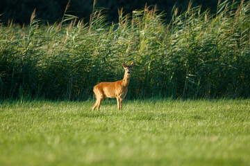 A roe deer stands in a grassy field, with tall reeds in the background.  Peaceful rural scene.
