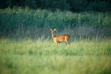 A roe deer stands amidst tall grass, with a blurred background of more vegetation.  Wildlife scene in natural habitat.