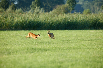 Two roe deer graze in a grassy field,  with tall grasses in the background.  Peaceful rural scene.