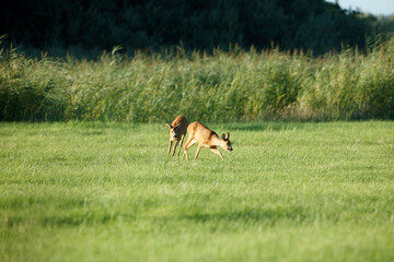 Two roe deer graze in a grassy field, with tall grasses in the background.  Peaceful rural scene.