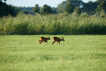 Two roe deer graze in a grassy field, with trees in the background.  Peaceful rural scene.