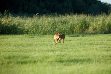 Two roe deer graze in a grassy field, with tall grasses in the background.  A peaceful rural scene.