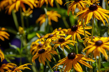 Close-up of bright yellow coneflowers, a fly on one.  Sunny garden scene.