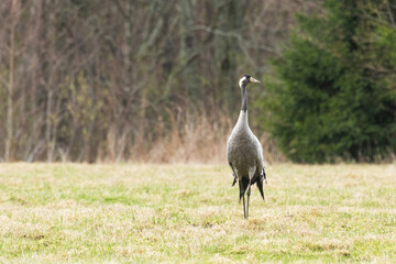 Fototapeta premium Common crane walking on a field and looking for food during a spring day in rural Estonia, Northern Europe
