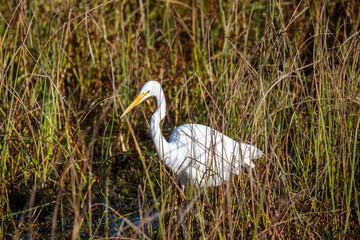 Great white Egret