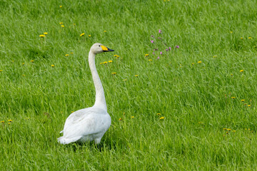Adult Whooper swan standing on a green meadow during a summer day in rural Finland