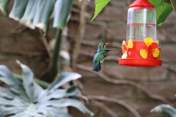 Colibrí en su jardín © Isabel