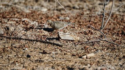 The mourning dove bird on the ground of Wetlands Park Nevada