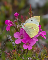 Naklejka premium A pale yellow butterfly delicately perched on vibrant pink flowers, showcasing intricate wing details and natural beauty.