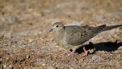 The mourning dove bird on the ground of Wetlands Park Nevada