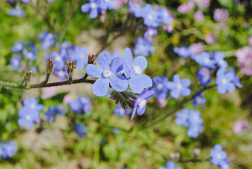 Blue flowers growing in grass.