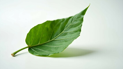 Obraz premium A single vibrant green leaf with fine veins and a smooth texture, placed on a clean white background, emphasizing its natural beauty and simplicity.