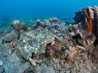 Banggai cardinalfish, Pterapogon kauderni, hover over an anemone in Lembeh Strait, Indonesia. These colorful and attractive fish are considered an endangered species.
