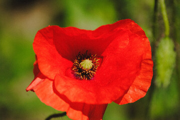 Wild Italian red poppy flower.
