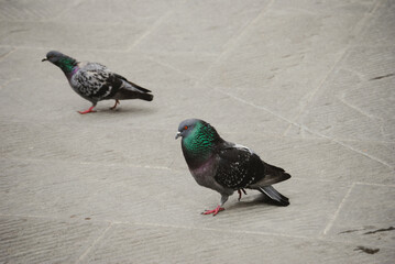 male and female pigeons