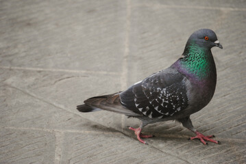 pigeon in the city.
