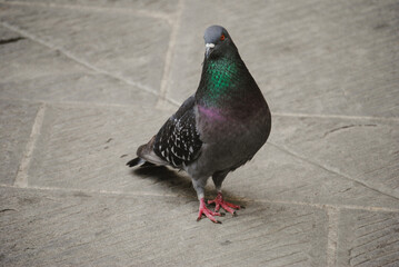 pigeon in the city.
