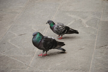 Male and female pigeons.
