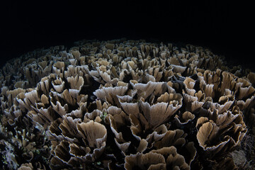 Fragile, foliose corals thrive just under the surface of Lembeh Strait, Indonesia. This area, in North Sulawesi, harbors extraordinary marine biodiversity and is a popular diving destination.
