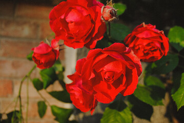 Red roses in evening light.
