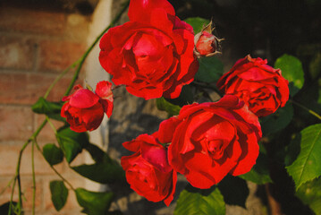 Red roses in evening light.
