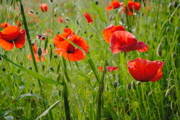 Field of wild red poppies.

