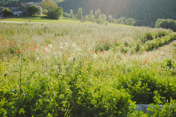 Grass field with wild poppies in Italy.
