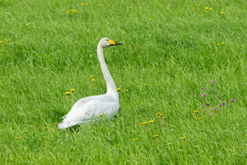 Fototapeta premium Adult Whooper swan standing on a green meadow during a summer day in rural Finland