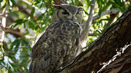 South American great horned owl family camouflage colors in wetlands park Las Vegas