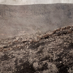 textured stylish old paper background, square, with landscape of Gran Canaria with goats and sheep
